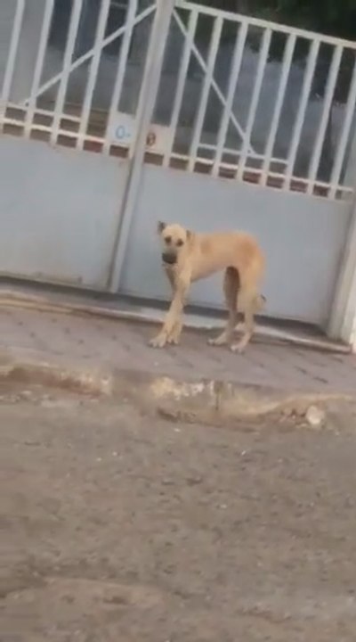 Dog Funny Dance