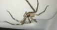 Giant Spider Hitches Ride With Terrified Woman
