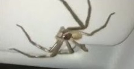 Giant Spider Hitches Ride With Terrified Woman