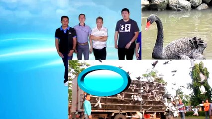 Alagang Magaling S8 EP11 - KALAPATINEUR - GABRIEL MALABAG