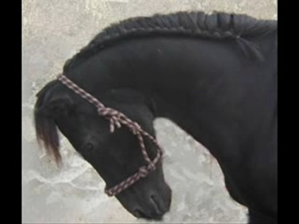 pour les poneys