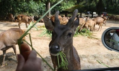 Pelaku Pemberi Miras Satwa Masih Berstatus Saksi