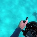 Diver Encounters Tiger Shark Preying on Turtle-a0qUawWnzBA
