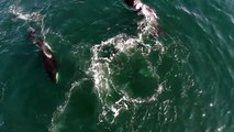 Killer Whales Play With Stricken Bird in Monterey Bay-c9xxT9ZcrUI