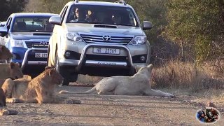 Massive Lion Sightings Roadblocks. A Compilation