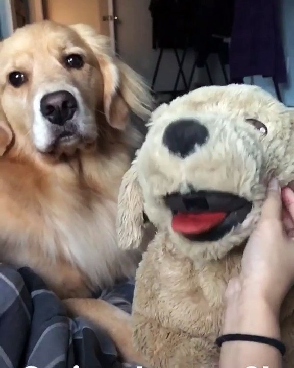 Voici comment tester la jalousie de son chien avec une peluche !