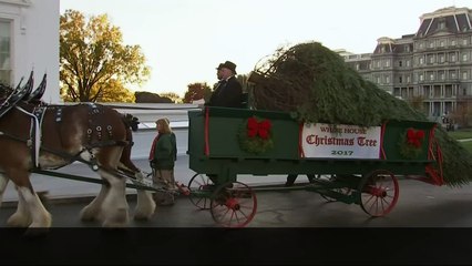 Melania and Barron Trump welcome White House Christmas Tree
