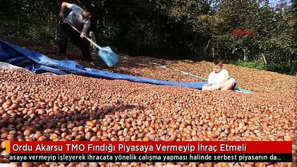 Ordu Akarsu TMO Fındığı Piyasaya Vermeyip İhraç Etmeli