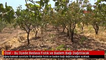 Özel - Bu İlçede Bedava Fıstık ve Badem Bağı Dağıtılacak