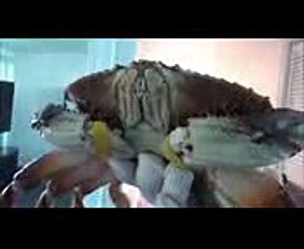 Annabelle Freaks Out! Real Crab In Room Victoria Toy Freak Family