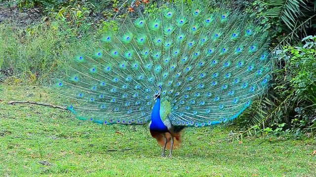 Beautiful Birds Of Paradise - Most Stunningly Beautiful Birds in the World