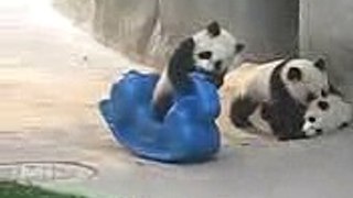 So Cute! Baby Panda Playing (1)