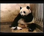 Panda afraid of her baby - very funny