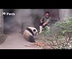 Baby panda tries to cheer up her sad nanny  iPanda