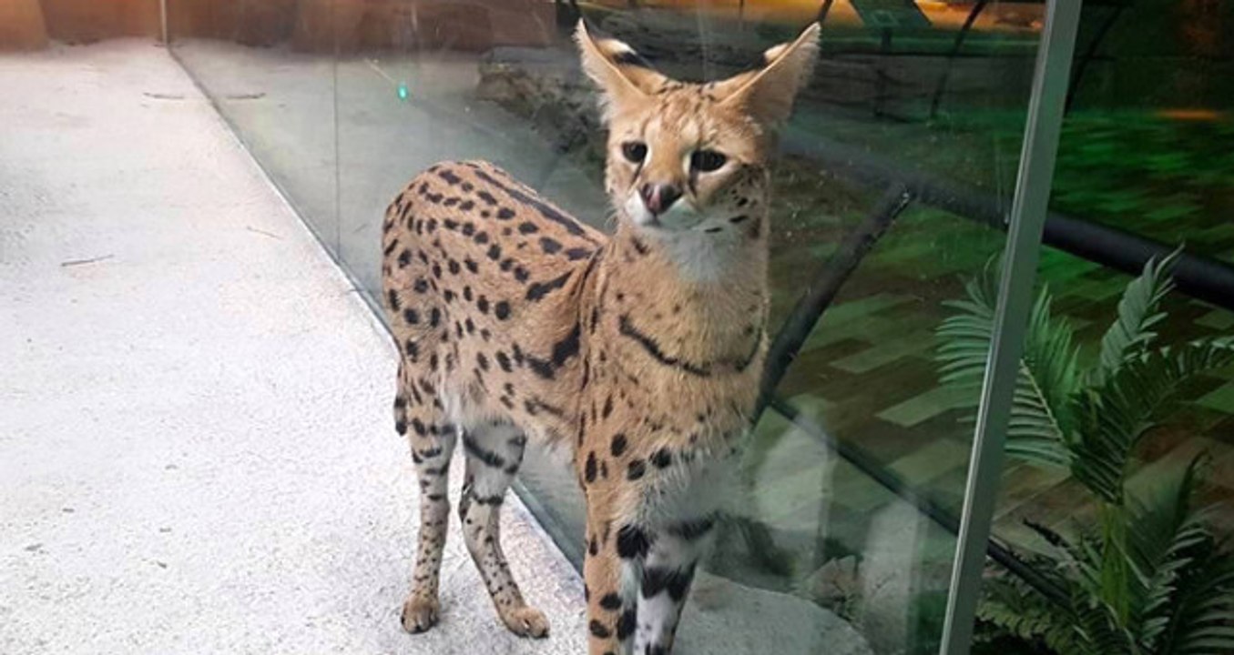 Bir AVM Ender Bulunan Vahşi Kedileri Cam Kafeste Seyre Açtı, Halk Tepki Gösterdi