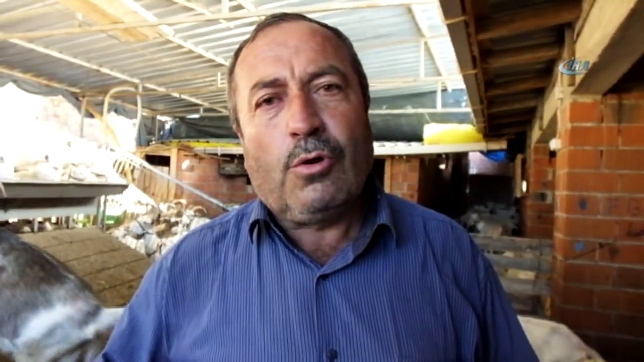 Çobanın Azmi