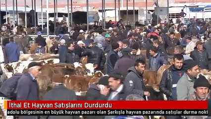 İthal Et Hayvan Satışlarını Durdurdu