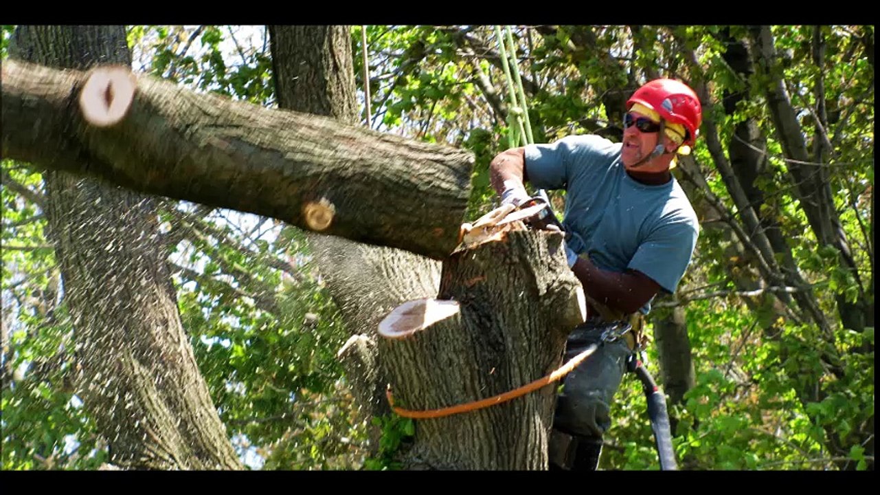 AAA Advanced Tree Lopping