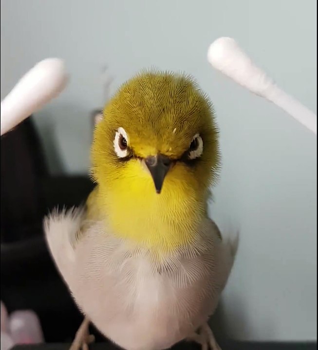 Ce petit oiseau ADORE les calins... Un peu trop même!