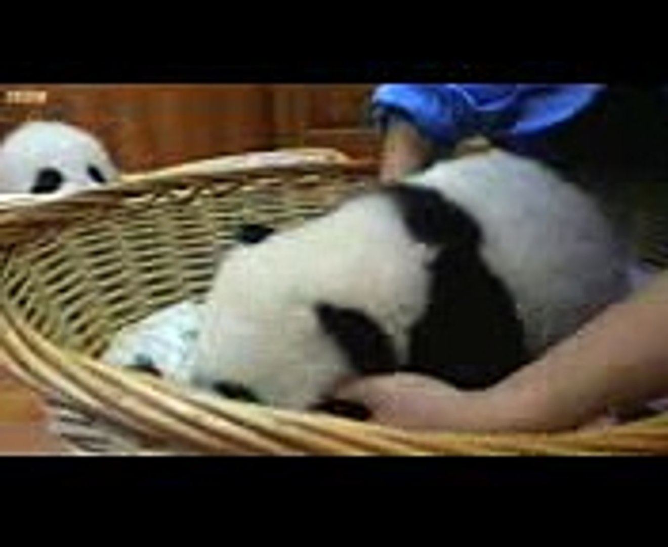 ⁣Baby Twin Pandas - Panda Babies - BBC Earth (2)