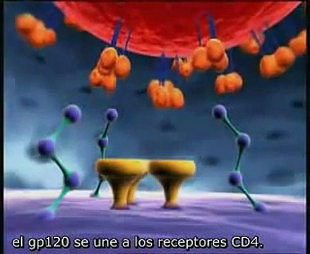 Ciclo de replicacin del VIH y funcin de los antirretrovirales