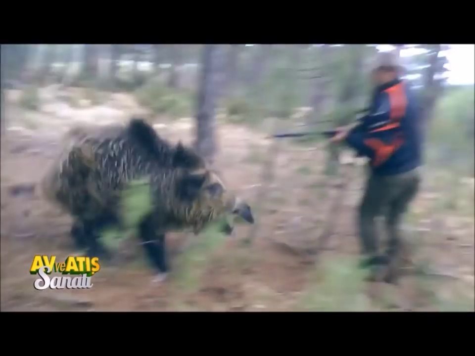 compilation des meilleurs moments de chasse aux sangliers
