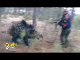 compilation des meilleurs moments de chasse aux sangliers