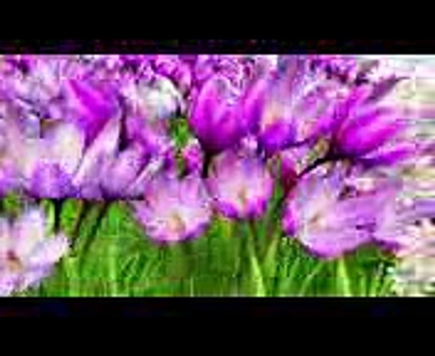 Flowers Song  Original Kids Songs  By LBB Junior