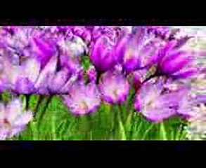 Flowers Song  Original Kids Songs  By LBB Junior