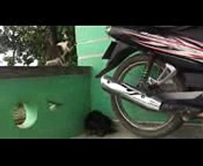 2018 Mahogany Collection ✿