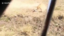 Lioness pounces on gazelle after it tripped in a drainage line