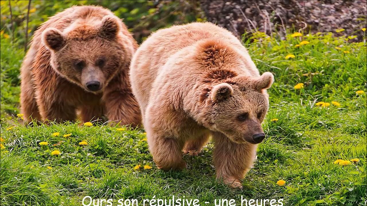 Ours son répulsive - une heures