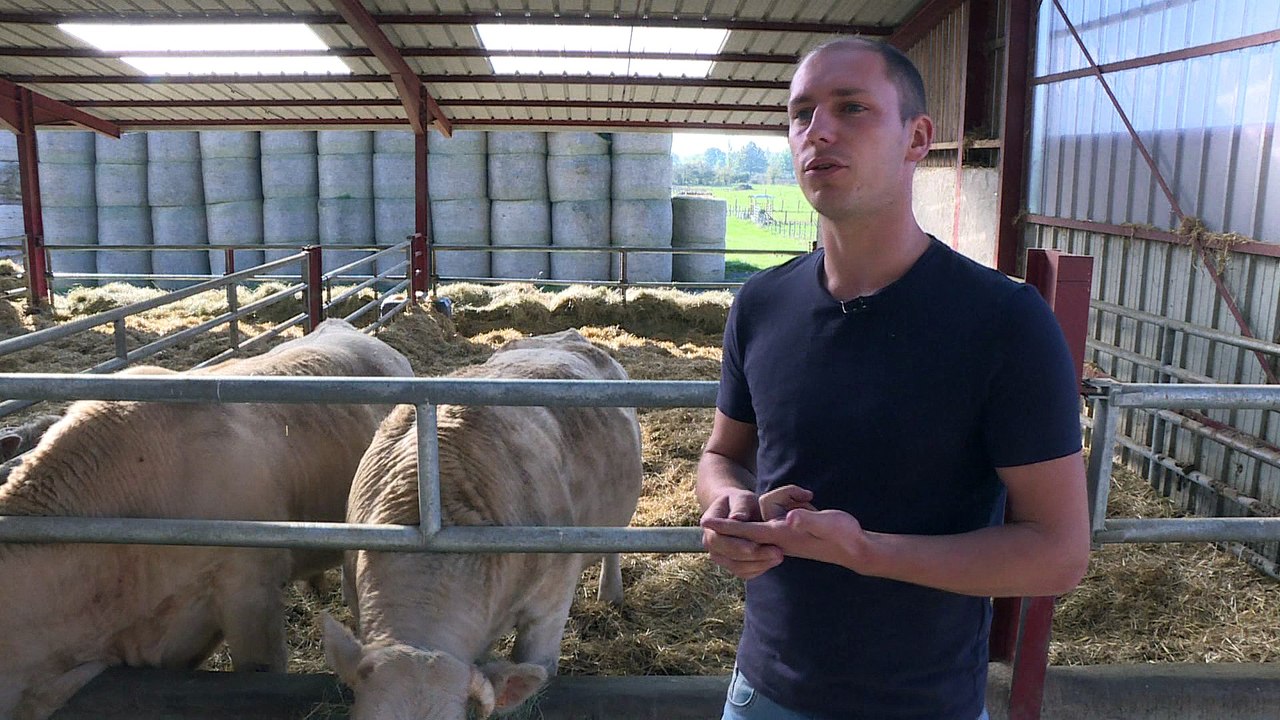 Gastronomie: le boeuf de Beaune, nourri aux grands crus