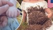 Wanita berpose dengan 20,000 lebah saat hamil, yang terjadi selanjutnya mengejutkan…  - TomoNews