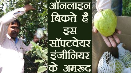 Haryana का Software Engineer उगाता हैं 1kg का अमरुद , Online बेचता हैं | वनइंडिया हिंदी