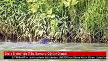 Dicle Nehri'nde 3 Su Samuru Görüntülendi