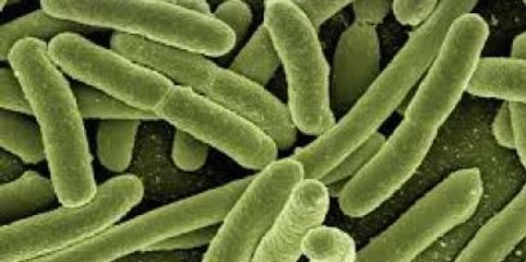 La prise en charge diététique de l’excès de cholestérol