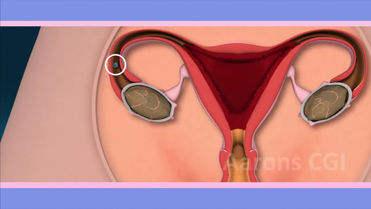 Human reproduction animation by Aarons CGI - Simplified for children