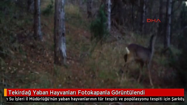 Tekirdağ Yaban Hayvanları Fotokapanla Görüntülendi