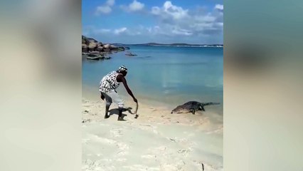 Cuando conviertes a un cocodrilo feroz en tu mascota