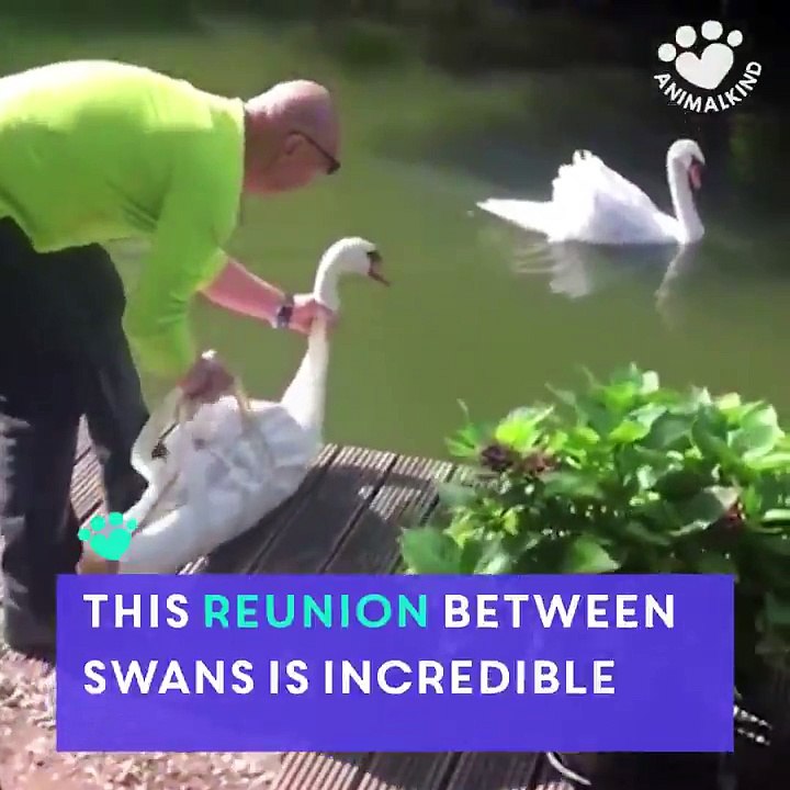 20 Gün Sonra Eşine Dönen Kuğu