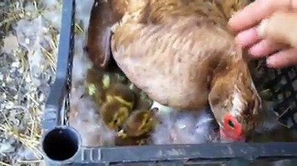 Muscovy duck hatch day by Taimoor...