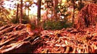 The Magic Forest Fairies - HD 3D Animation Pixie Dust Poem for kids - DizzyMoonTV