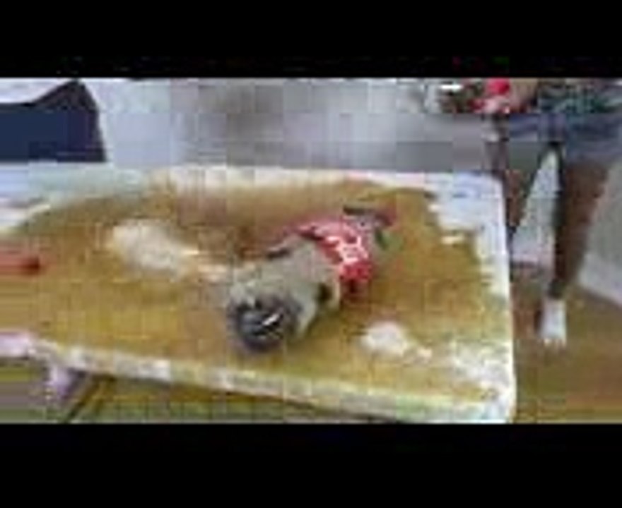 SPIDERS ATTACK GIRLS WITH COKE! Lots of Candy SOPHIA SARAH Toys To See Family!