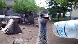 Ostrich attack human funny by Taimoor....