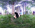 360° Baby Pandas  Nat Geo WILD