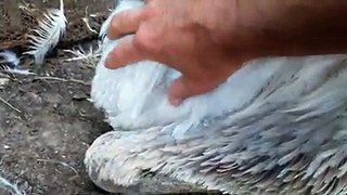 how does ostrich lay an egg must watch this video by Taimoor...