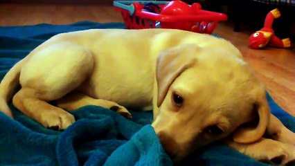 World's Most Expensive Eraser