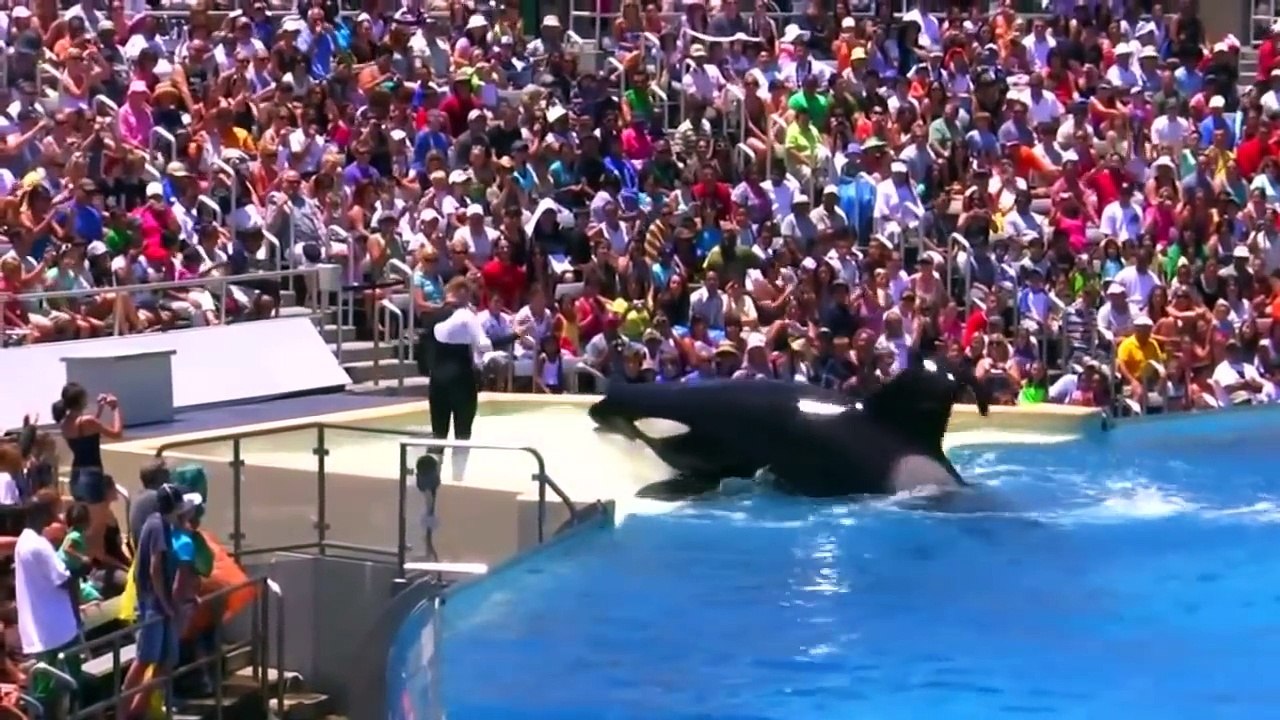 اجمل عروض الدولفين |( Dolphin Show ( The Complete Sea World .. fun vedio