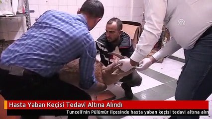 Hasta Yaban Keçisi Tedavi Altına Alındı